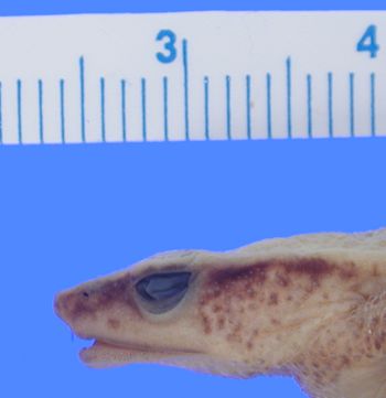 Media type: image; Herpetology A-65963